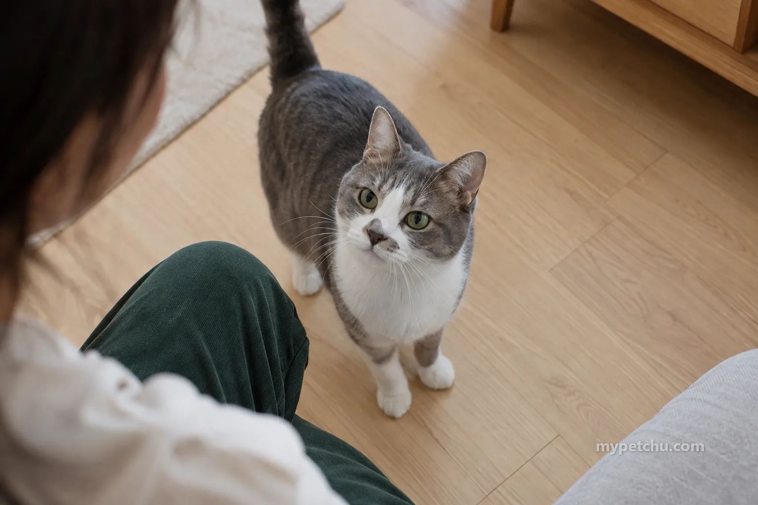 사람 앞 빈 바닥에 도착해 서 있는 고양이