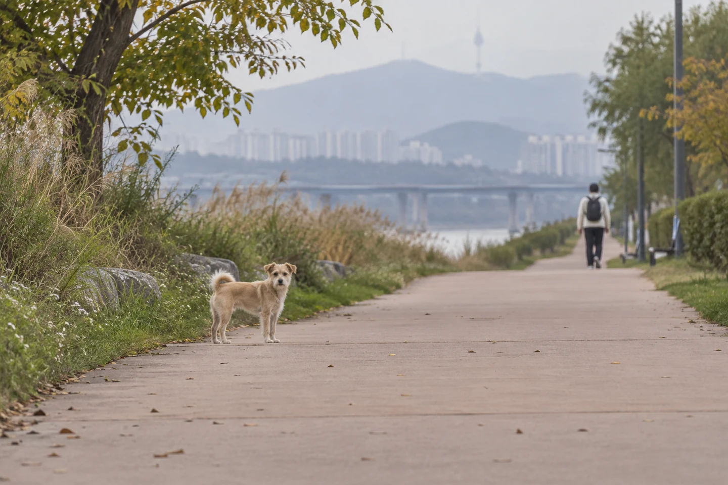산책로 가장자리의 갈색 강아지와 멀리 걷는 사람